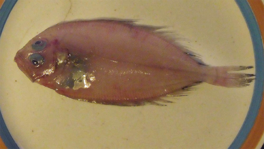 Lepidorhombus boscii e Lepidorhombus whiffiagonis